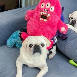 Norman - Pug