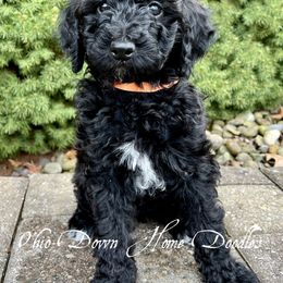 Goldendoodle Puppies from Ohio Down Home Doodles