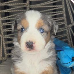 Tucker - Blue merle male Miniature Australian Shepherd puppy in Lincoln, California from Elegant Aussies