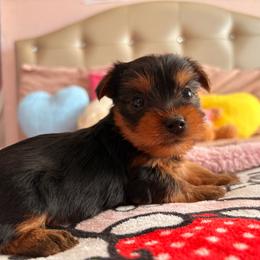 Junior - Blue and gold male Yorkshire Terrier puppy in Los Angeles, California from Munoz yorkies