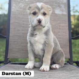 DARSTAN - Fawn male Central Asian Shepherd Dog puppy in Island City, Oregon from Alabaivalley