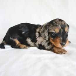 Skyler - Dapple male Dachshund puppy in Fredericksburg, Ohio from William's Dachshunds