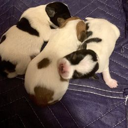 Russell Terrier, Jack Russell Terrier, and Beagle Puppies from Mountain Top