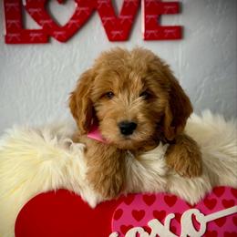 Blueberry - Apricot female Goldendoodle puppy in Mc Arthur, California from California Golden Love