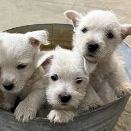 West Highland White Terriers from Lisa's Westie's
