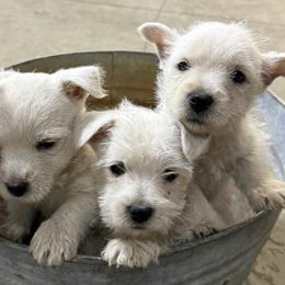 West Highland White Terriers from Lisa's Westie's