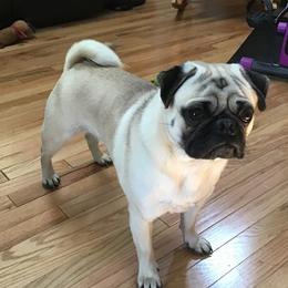 Otis - Pug