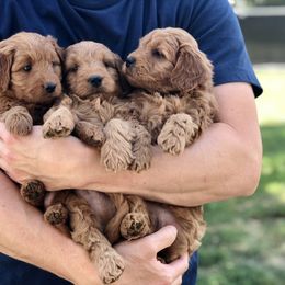 Goldendoodle Puppies from JD GoldenDoodles