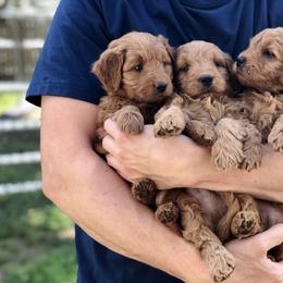 Goldendoodle Puppies from JD GoldenDoodles