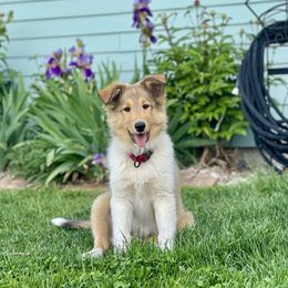 K2 - Sable and white female Old Time Scotch Collie puppy in Columbia Falls, Montana from Sandy Bottoms Farm