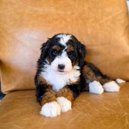 Apple - Tri-color female Bernedoodle puppy in Moses Lake, Washington from Macy Meadows Doodles
