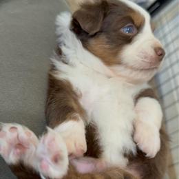 RTM - Name: TBD. - Red tri male Miniature Australian Shepherd puppy in Shingletown, California from Whiskeytown Aussies