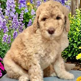Theodosia - Cream female Goldendoodle puppy in Tybee Island, Georgia from Castaway Doodles
