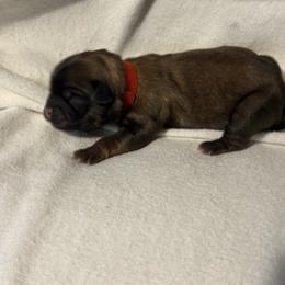 Red - Liver and white male Shihpoo puppy in Walterboro, South Carolina from Puddlejumpers