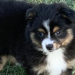 Toy Australian Shepherds from JIlly’s Aussies