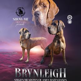 Brynleigh - Great Dane