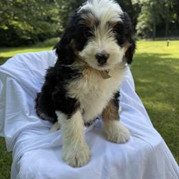 Plum - Tri-color female Bernedoodle puppy in St Joe, Indiana from Pawsh Bernedoodles