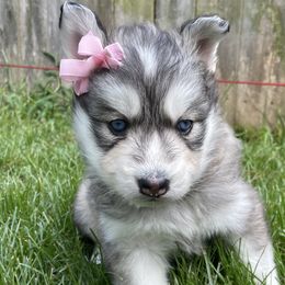 Mileena - Gray and white Siberian Husky puppy in Portsmouth, Virginia from Fly Siberian