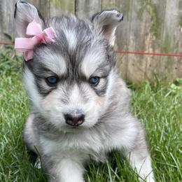 Mileena - Gray and white Siberian Husky puppy in Portsmouth, Virginia from Fly Siberian