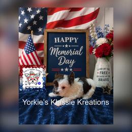 ELSEIGH - Parti female Yorkshire Terrier puppy in Dierks, Arkansas from Yorkie’s Klassie Kreations