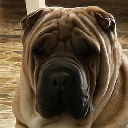 Higgins - Chinese Shar-Pei