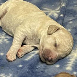 Labradoodle Puppies from Doodle Bug Love
