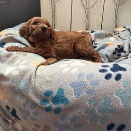 Goldendoodle Puppies from Daisy’s Doodles