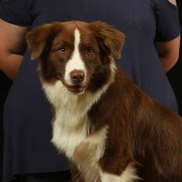 Cherri - Australian Shepherd