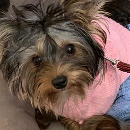 Yorkshire Terrier Puppies from Missy Lu Lap Puppies