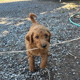 Lime Green Girl - Red  female Goldendoodle puppy in Escalon, California from Silveira’s Golden Doodles