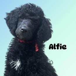 Alfie - Black male Poodle puppy in Baltimore, Maryland from Steinrock’s Standards