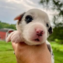 Calamity - Blue merle and white female Cardigan Welsh Corgi puppy in Lebanon, Pennsylvania from Long Acre Farm