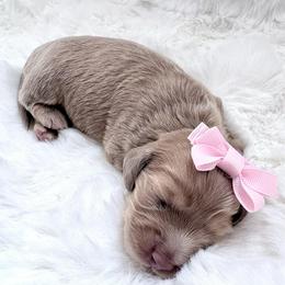 Jessie Spano - Cream female Dachshund puppy in Perris, California from The Dach House