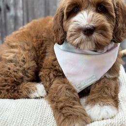 Australian Labradoodle Puppies from Liberty Hill Labradoodles