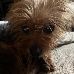 Shih Tzus and Yorkshire Terriers from Gina's Lil Zues and Yorkies Kennel