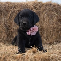 Dilute Retriever Puppies from Prairie Hills Labs