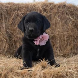 Dilute Retriever Puppies from Prairie Hills Labs