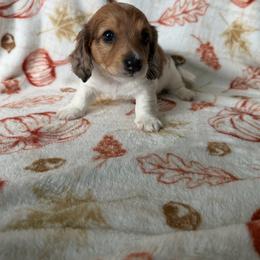 Rocco - Chocolate and cream male Dachshund puppy in Brandon, Florida from Knights Dachshunds