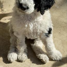 Sapphire - Black tri-color female Aussiedoodle puppy in Waelder, Texas from Aussiedoodles of Austin