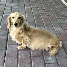 Lexi - Dachshund
