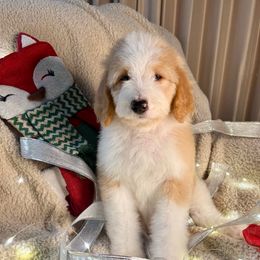 JACK SKELLINGTON - red parti boy - Red male Bernedoodle puppy in Lookout, California from Remington Kennels, LLC