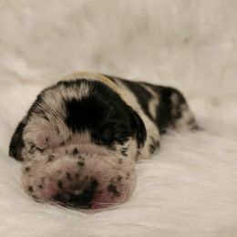 Iris - yellow collar - Merle female Great Dane puppy in Albany, Oregon from Red Cloud Australian Shepherds and DeGray Great Danes & Bulldogs