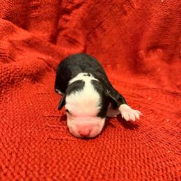 Girl 1 - Tri-color female Bernedoodle puppy in Laurens, Virginia from Pine Brook Pups