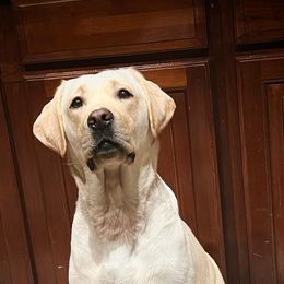 Labrador Retrievers from OC Labradors