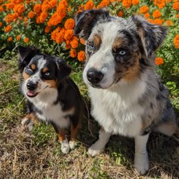 Australian Shepherds and Miniature Australian Shepherds from Copper Bottom Farm