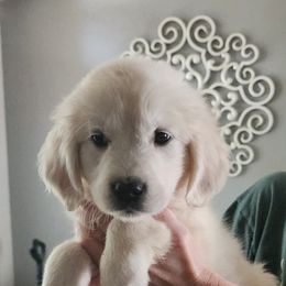 Pink girl - Golden Retriever puppy from River Close Goldens