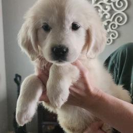Pink girl - Golden Retriever puppy from River Close Goldens