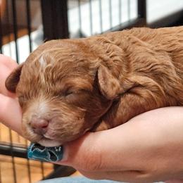 Brownie - Red female Cavapoo puppy in Glendale, Arizona from Cool Cavapoos