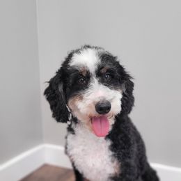 Killian - Bernedoodle