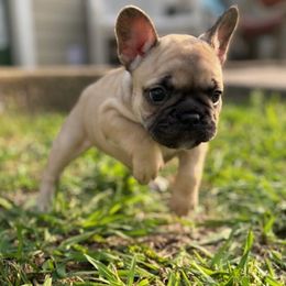 French Bulldogs from Fulshear Frenchies